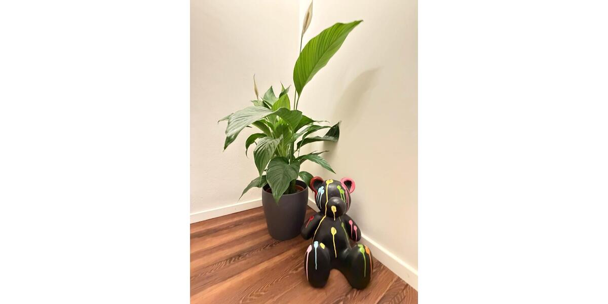 Erdgeschoßwohnung Bamberg Am Bruderwald - 3 Zimmer, 45 m&sup2;, 2.000&euro; | Angebot:25139066