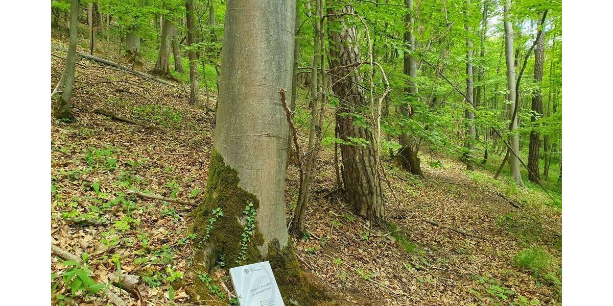 Versteigerungsimmobilie Bad Staffelstein Schönbrunn - 29.000&euro; | Angebot:25996725