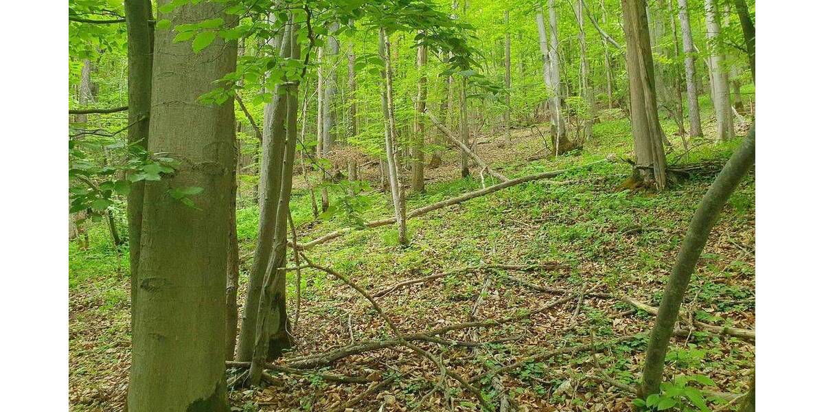 Versteigerungsimmobilie Bad Staffelstein Schönbrunn - 29.000&euro; | Angebot:25996725